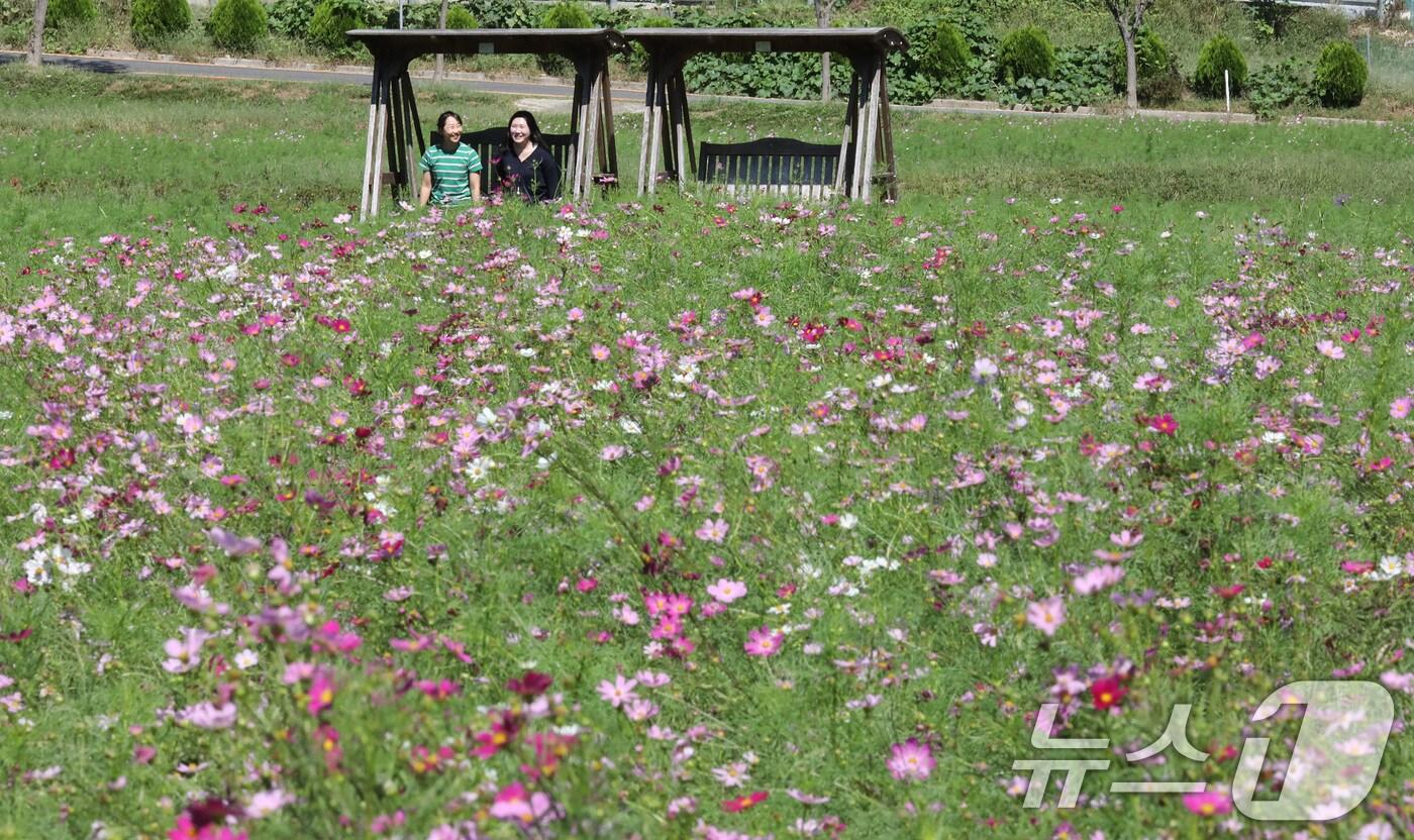 본문 이미지 - 29일 대전·충남은 대체로 맑은 가운데 낮과 밤의 기온차가 10도 내외로 클 것으로 예보됐다. 대전 대덕구 장동만남공원 일원에 코스모스가 만개해 있다. /뉴스1 ⓒ News1 김기태 기자