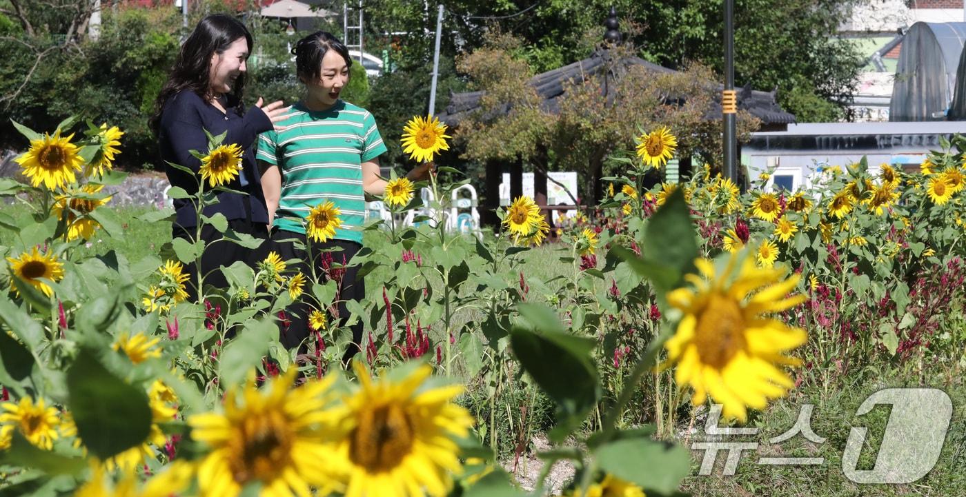 본문 이미지 - 6일 대전·충남에는 북서쪽 찬 공기가 남하하면서 아침 기온이 전날 보다 5도 안팎으로 떨어질 것으로 예보됐다. 대전 대덕구 장동만남공원 일원에서 시민들이 해바라기 사이로 걸으며 가을 정취를 즐기고 있다. ⓒ 뉴스1 김기태 기자