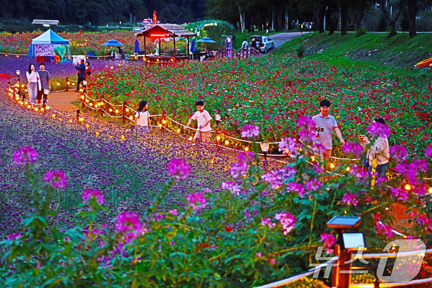본문 이미지 - 지난 22일 강원 평창군 평창읍 평강강 둔치 일원에서 열린 2024 평창백일홍축제장을 찾은 방문객들이 화려한 조명으로 장식된 백일홍밭에서 초가을의 정취를 즐기고 있다. ‘대한민국 가을이 시작되는 곳 평창, 천만송이 백일홍과 함께 걷는 가을 산책’을 주제로 지난 1일 개막한 이 축제는 관광객 10만여명(주최측 추산)이 방문한 가운데 성황리에 막을 내렸다. (평창군 제공) 2024.9.23/뉴스1