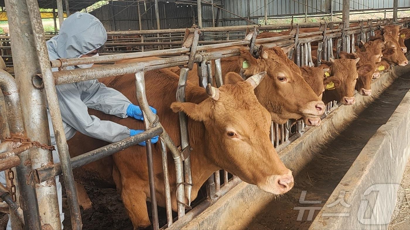 한 수의사가 구제역을 접종하고 있다. (충남도 제공) /뉴스1