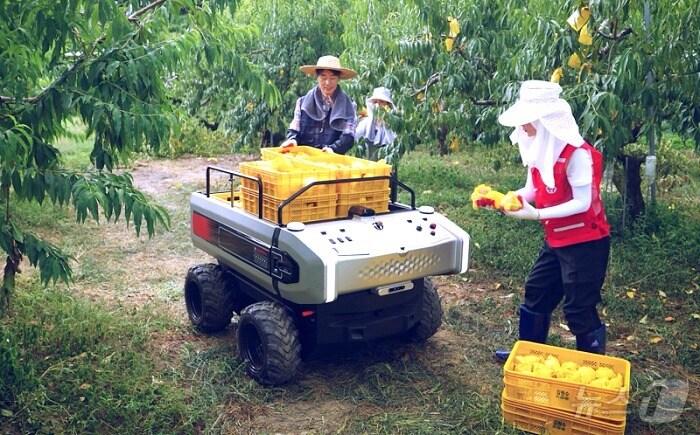 본문 이미지 - 대동 자율주행 운반로봇을 활용한 배 수확 작업(대동 제공)