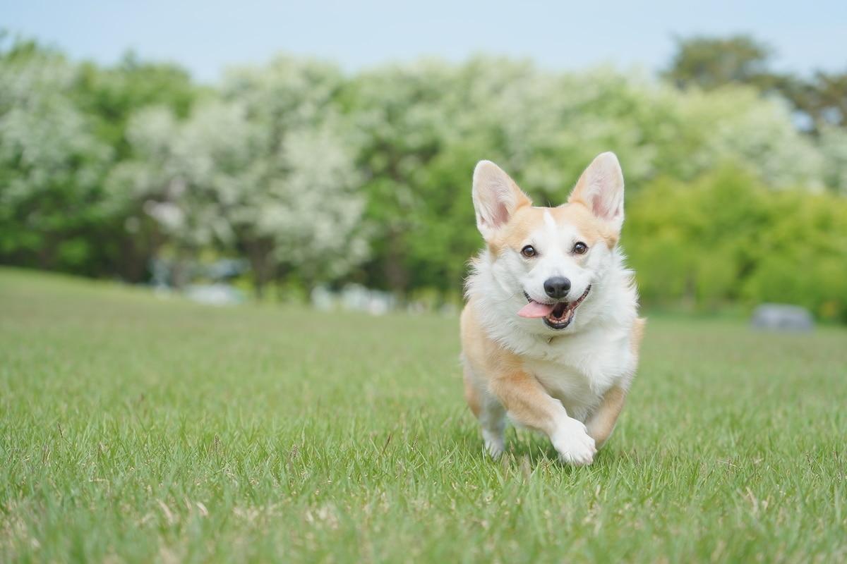 본문 이미지 - 멀쩡하게 잘 놀던 반려견이 갑자기 복부 팽만, 헛구역질, 기력 저하를 보인다면 급성 질환인 '위염전'을 의심해 봐야 한다. (사진 이미지투데이) ⓒ 뉴스1