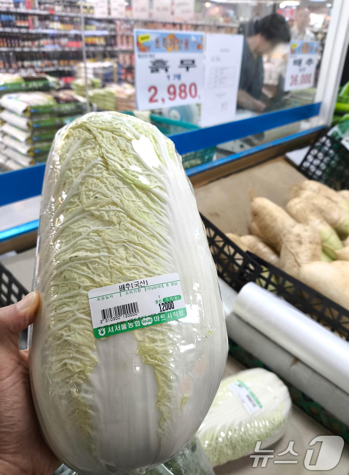 본문 이미지 - 24일 서울의 한 마트에서 배추 1포기가 1만 2000원에 판매되고 있다. 배춧값이 1포기에 1만 원을 넘어가자 정부가 배추 가격 안정을 위해 중국산 배추를 소매시장에 공급하기로 했다.ⓒ News1 신웅수 기자
