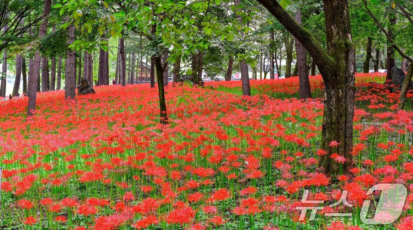 본문 이미지 - 경북 김천시 직지사 입구 만세교로 향하는 산책로 주변 나무숲에 꽃무릇이 만개해 가을의 정취를 더하고 있다. (김천시 제공) 2024.9.24/뉴스1 ⓒ News1 정우용 기자