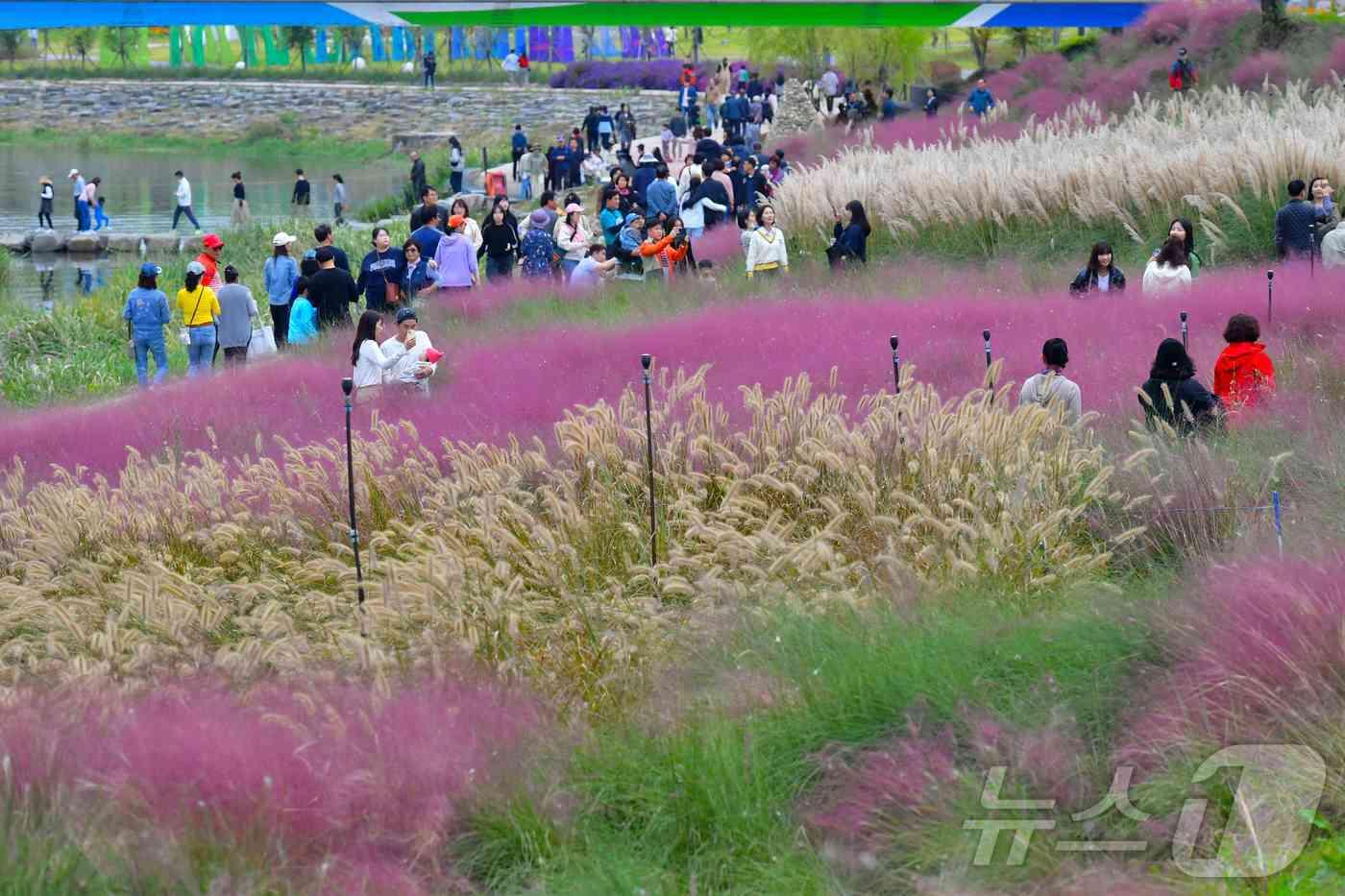 전남 장성 황룡강 가을꽃축제 전경.(장성군 제공)2024.9.24./뉴스1