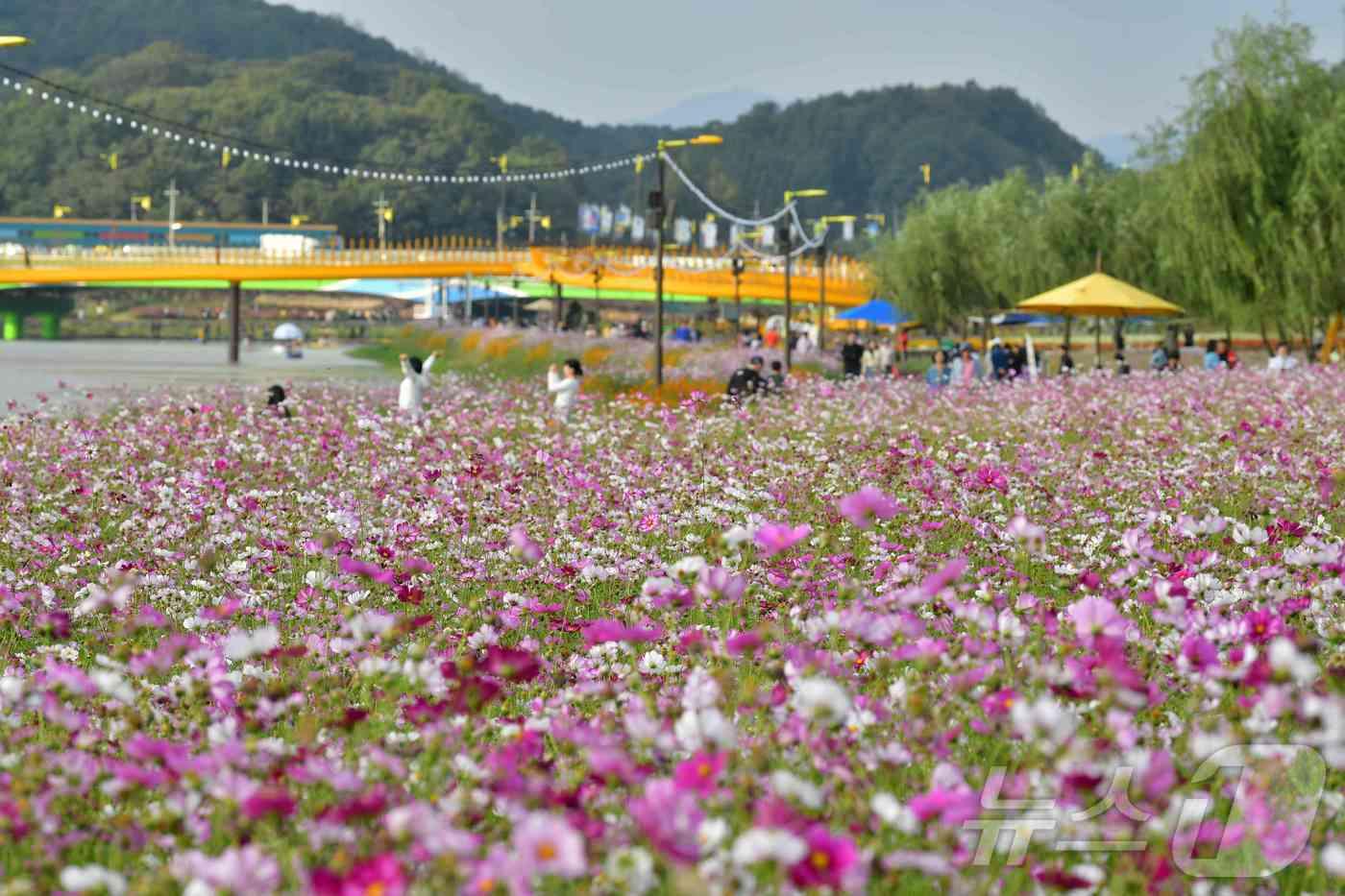 본문 이미지 - 전남 장성 황룡강 가을꽃축제 전경.(장성군 제공)/뉴스1