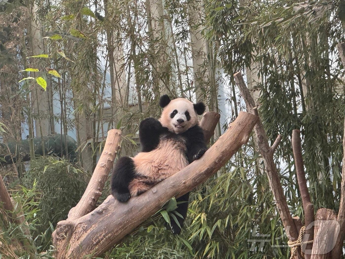 본문 이미지 - 나무 위에서 밝은 표정을 짓고 있는 후이바오의 모습. ⓒ 뉴스1 김형준 기자