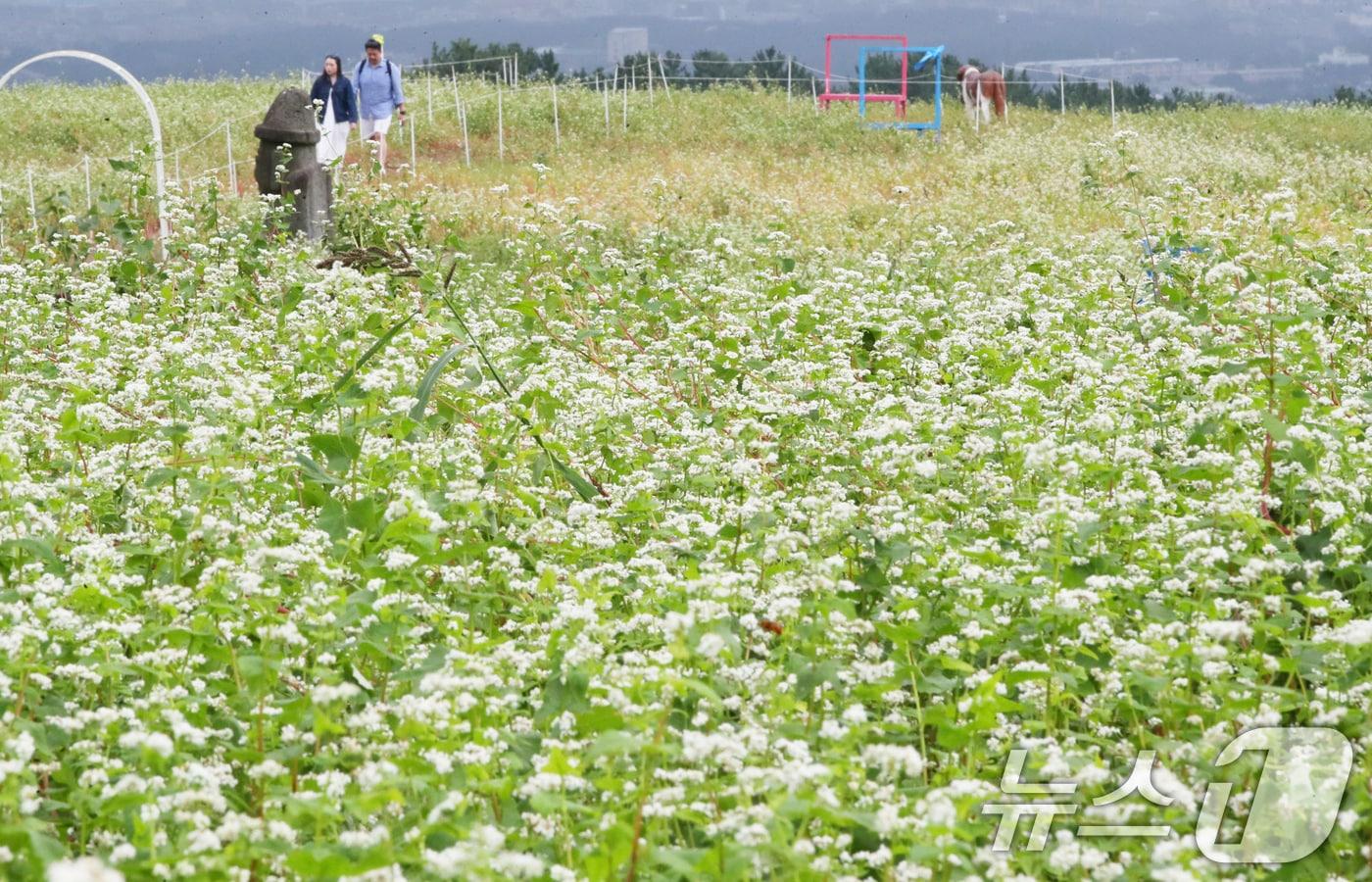 본문 이미지 - 25일 오전 제주시 오라동 한 산간지역에 메밀꽃밭에서 관광객들이 산책을 하고 있다. 2024.9.25/뉴스1 ⓒ News1 오현지 기자