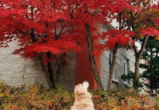 본문 이미지 - 라이프위드도그에서 반려견과 단풍을 즐길 수 있다(라이프위드도그). ⓒ 뉴스1