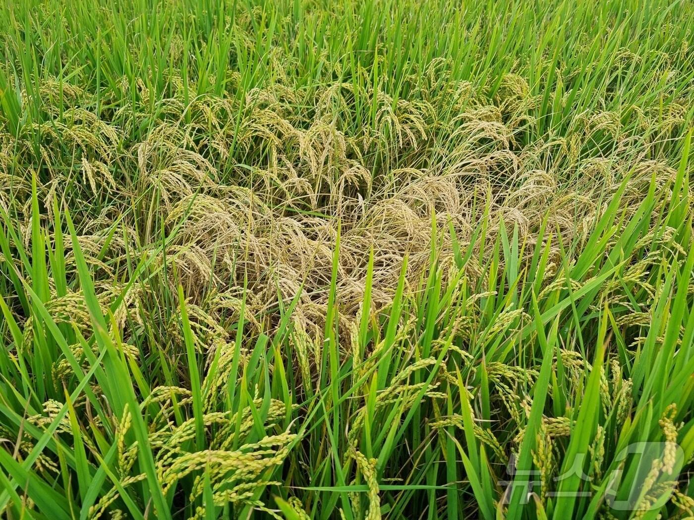 본문 이미지 -  벼멸구 피해를 입은 벼 (고창군 제공)2024.9.25/뉴스1ⓒ News1  박제철 기자