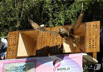 본문 이미지 - 25일 대전시 중구 사정동 대전오월드에서 천연기념물 324-1호 올빼미와 324-2호 수리부엉이 자연 방사 행사가 열리고 있다. 이날 올빼미와 수리부엉이 각 4마리 총 8마리가 방사됐다. 2024.9.25/뉴스1 ⓒ News1 김기태 기자