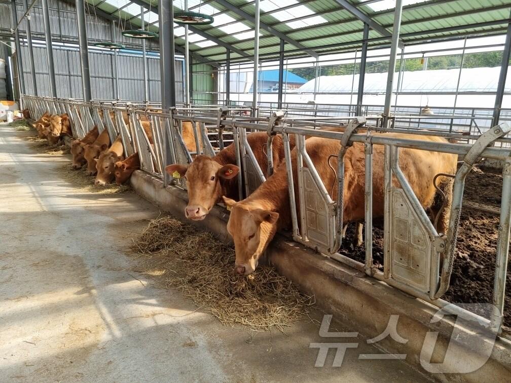 본문 이미지 - '한우 명품화' 사업을 추진 중인 강원 양양군의 한 농가에서 사육 중인 '양양 한우'(양양군 제공) 2024.9.25/뉴스1
