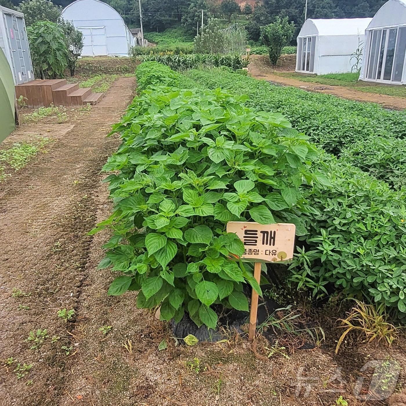 본문 이미지 - 광주시 유정뜰 치유농장 모습.(광주시 제공)