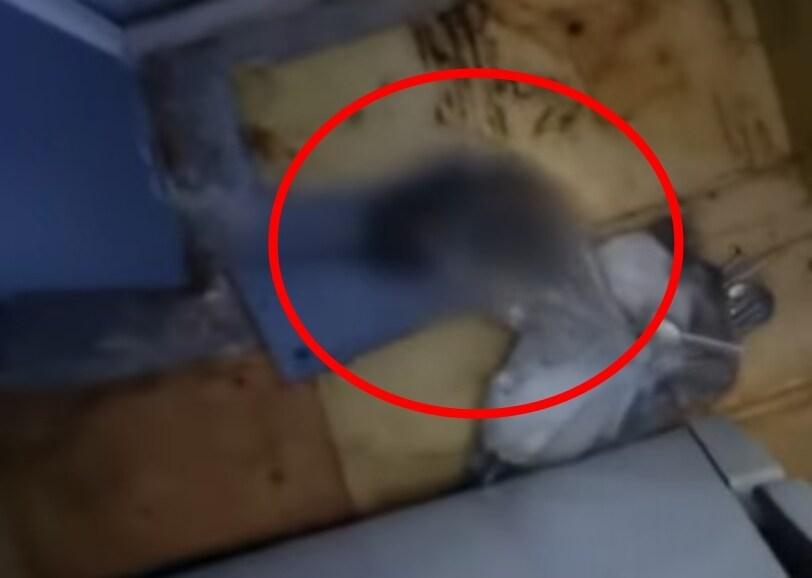 본문 이미지 - (JTBC '사건반장')