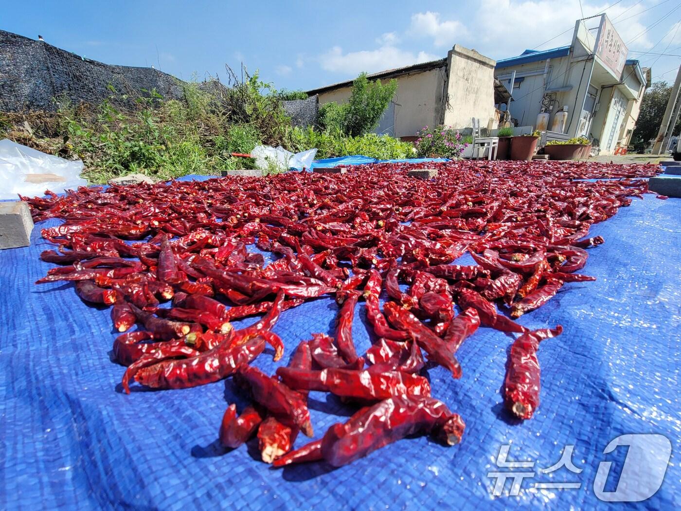 본문 이미지 - 26일 오후 경북 포항시 북구 송도동 골목길에 한 농가가 수확한 고추를 햇볕에 말리고 있다. 2024.9.26/뉴스1 ⓒ News1 최창호 기자