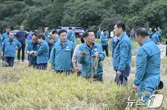 본문 이미지 - 최영일 전북 순창군수가 22일 관내 벼멸구 피해현장을 찾은 김관영 도지사에 사태의 심각성을 호소하며 특별재난지역 선포 등을 요청하고 있다.(순창군 제공)/뉴스1    