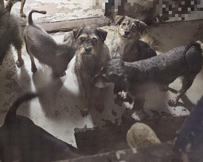 본문 이미지 - 서울 강북구 애니멀호더 집에서 지내던 개들(동물과 함께 행복한 세상 제공) ⓒ 뉴스1