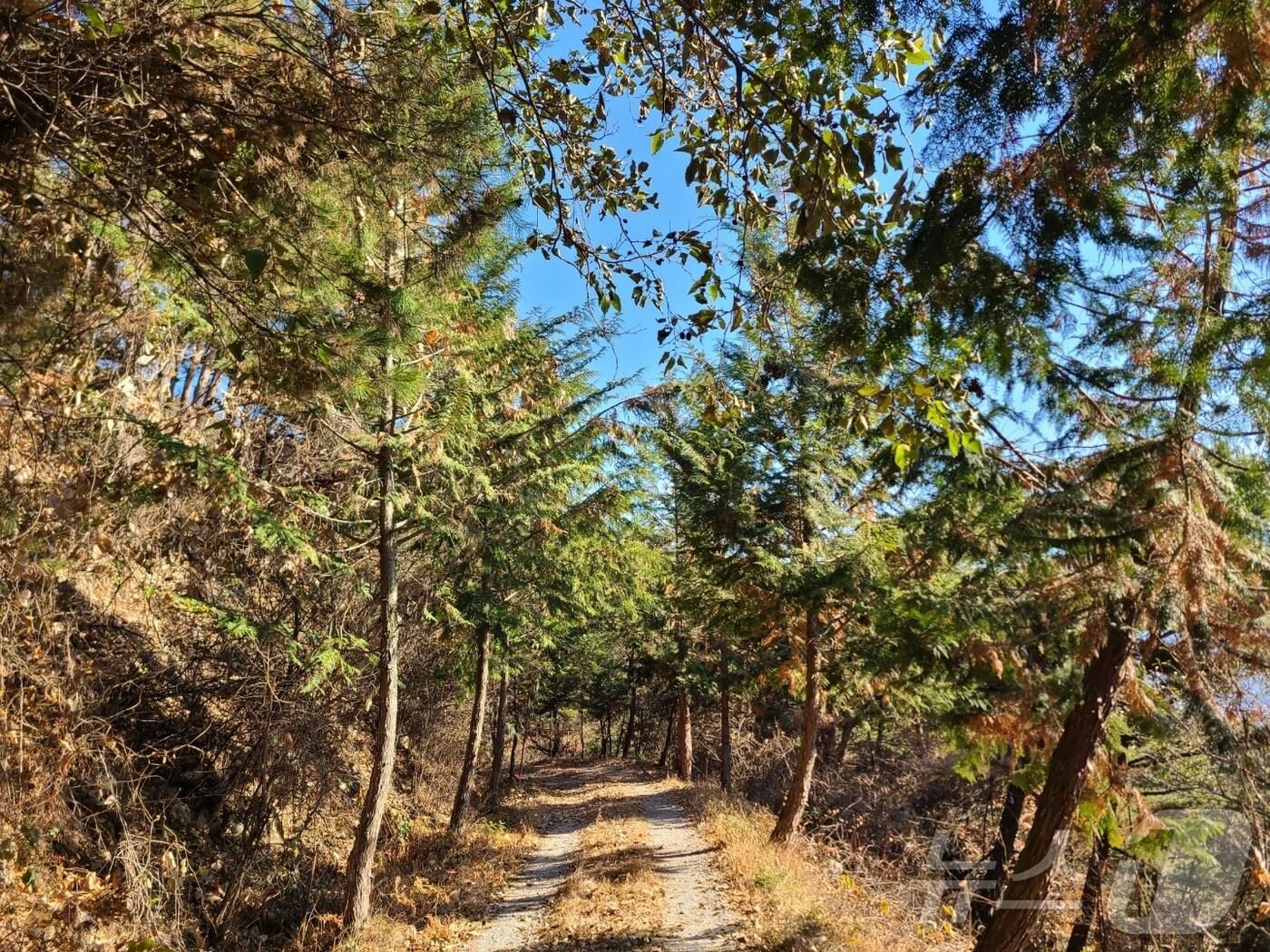 본문 이미지 - 전북자치도 '가족과 걷기 좋은 전북천리길 11선' 중 하나인 남원 교룡산 둘레길 모습.(전북자치도 제공)/뉴스1