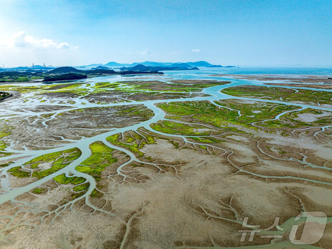 본문 이미지 - 신안군 압해도 갯벌과 염생식물/ⓒ News1