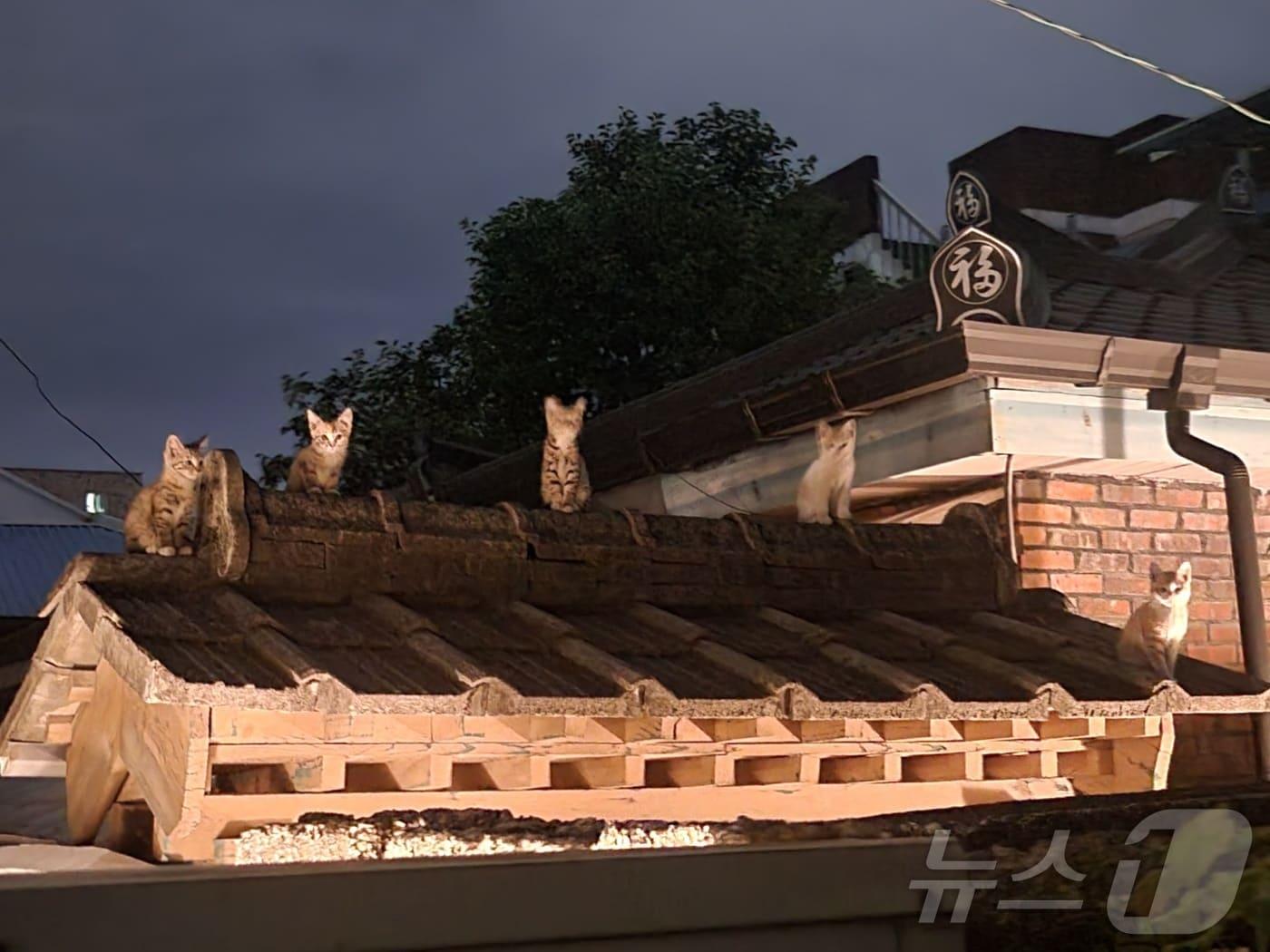 본문 이미지 -  충북 충주에서 길고양이와 공존의 대책을 찾아야 한다는 목소리가 커지고 있다.(독자 제공)/뉴스1