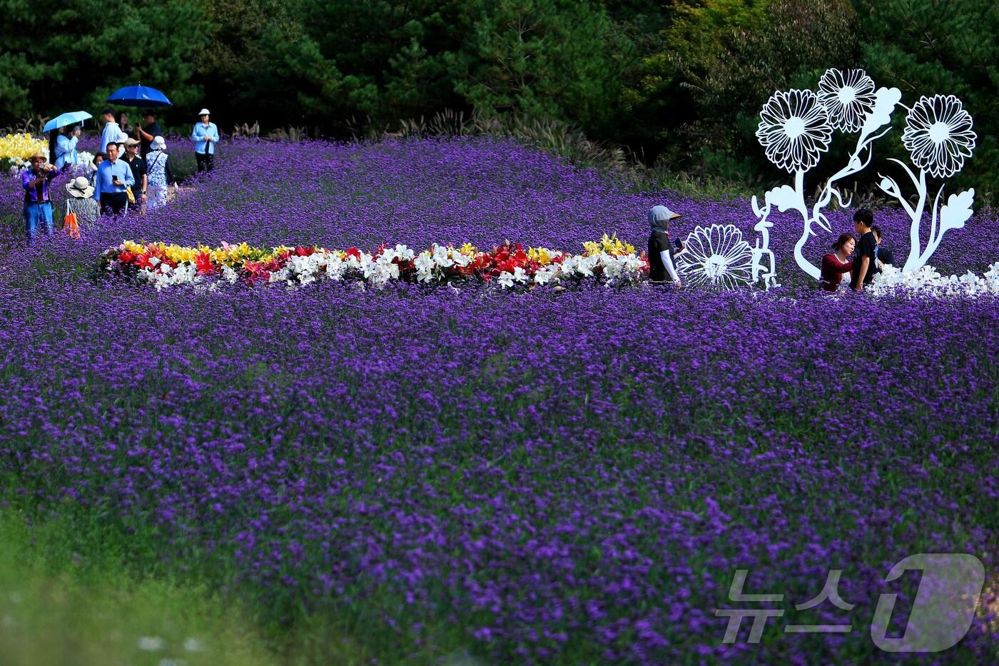 본문 이미지 - 제6회 인제 가을꽃축제가 28일 내설악의 관문인 강원 인제군 북면 용대리에서 열려 관람객들이 가을꽃을 배경으로 추억을 쌓고 있다. '인제에서 꽃길만 걷자'를 주제로 열리는 이번 축제의 정원에는 국화, 마편초, 댑싸리, 구절초 등 30여 종에 달하는 야생화 20만 주가 조성됐다.(인제군 제공) 2024.9.28./뉴스1 ⓒ News1 이종재 기자