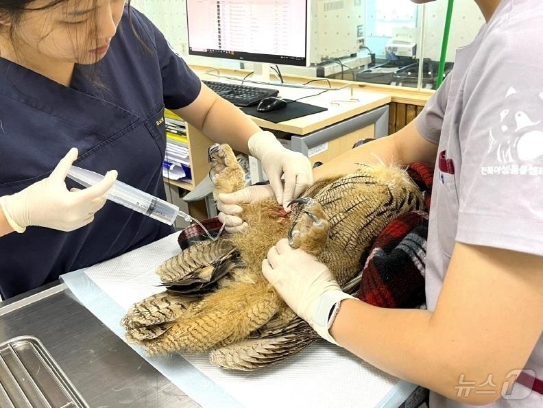 본문 이미지 - 수리부엉이를 치료하고 있는 전북대학교 수의과대학 학생들.(전북대 제공)/뉴스1