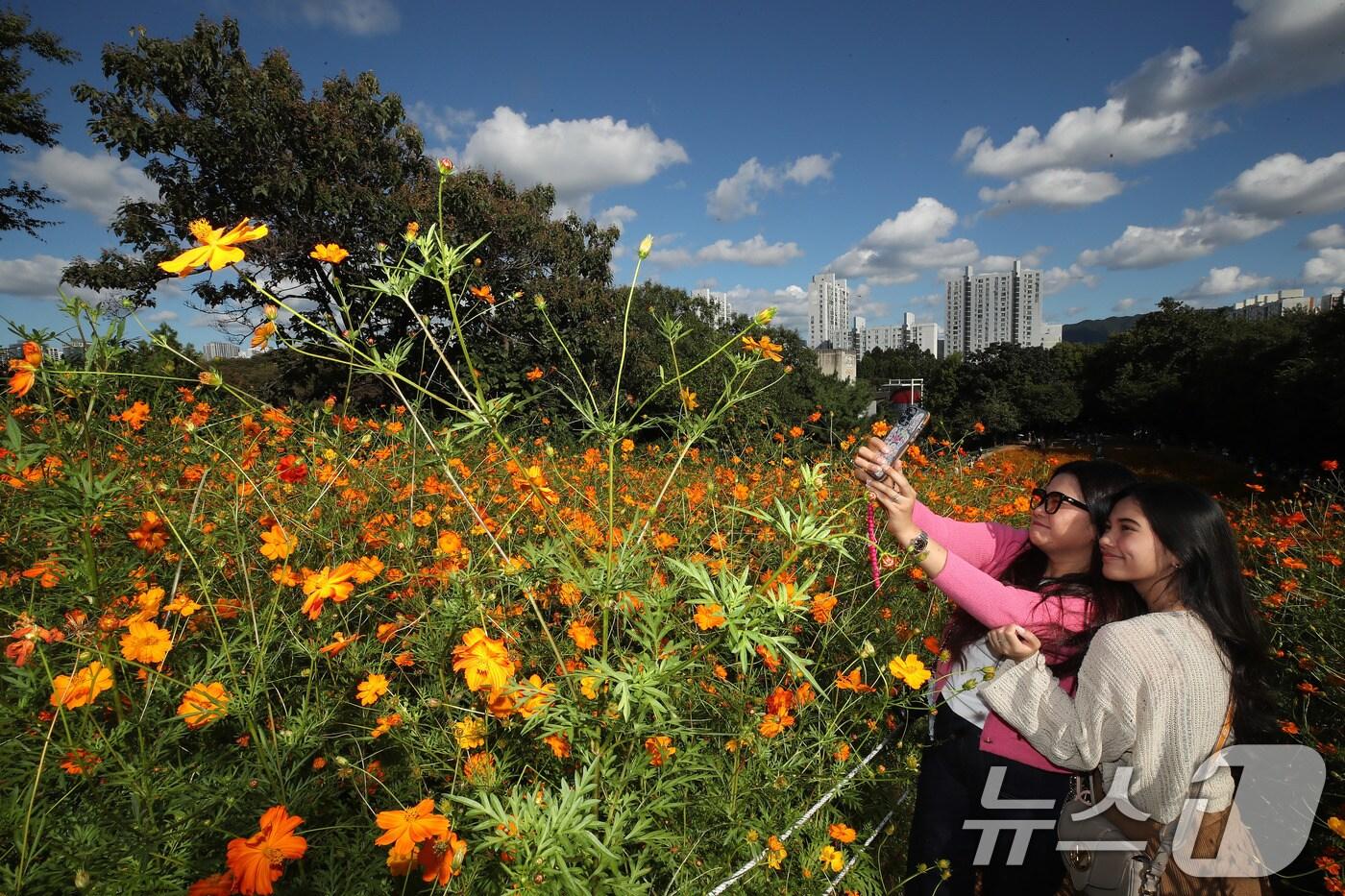  외국인 관광객들이 활짝 핀 노랑(황화)코스모스와 함께 기념사진을 찍고 있다. 2024.9.29/뉴스1 ⓒ News1 박세연 기자