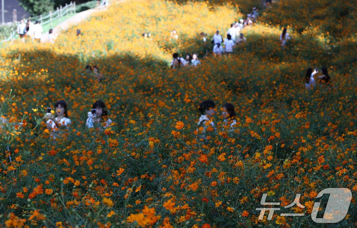 완연한 가을 날씨를 보인 29일 서울 송파구 올림픽공원을 찾은 시민들이 활짝 핀 노랑(황화)코스모스와 함께 즐거운시간을 보내고 있다. 2024.9.29/뉴스1 ⓒ News1 박세연 기자