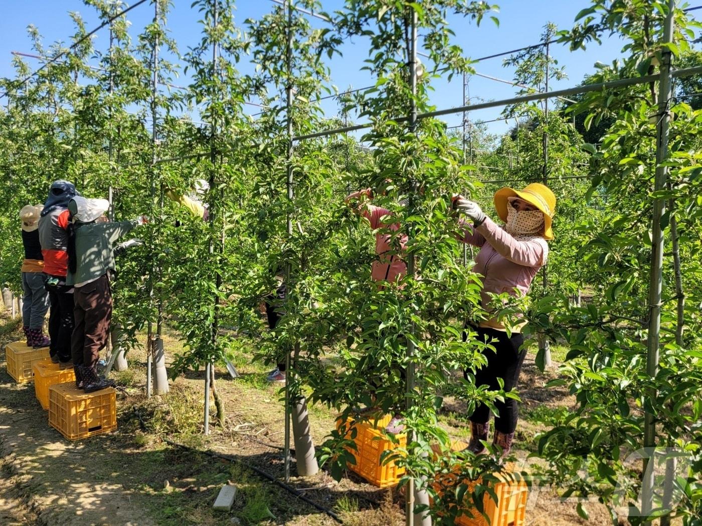 본문 이미지 - 외국인 계절근로자 작업 모습(영동군 제공) /뉴스1 