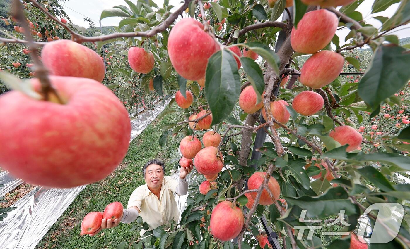 경남 함양군 서하면 오현마을 사과 농장. &#40;사진은 기사 내용과 무관함&#41; / 뉴스1 ⓒ News1