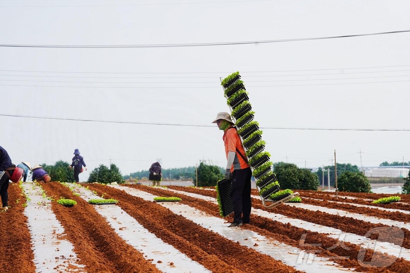 해남군 배추 주산지 산이면 들녘 (해남군 제공)/뉴스1 