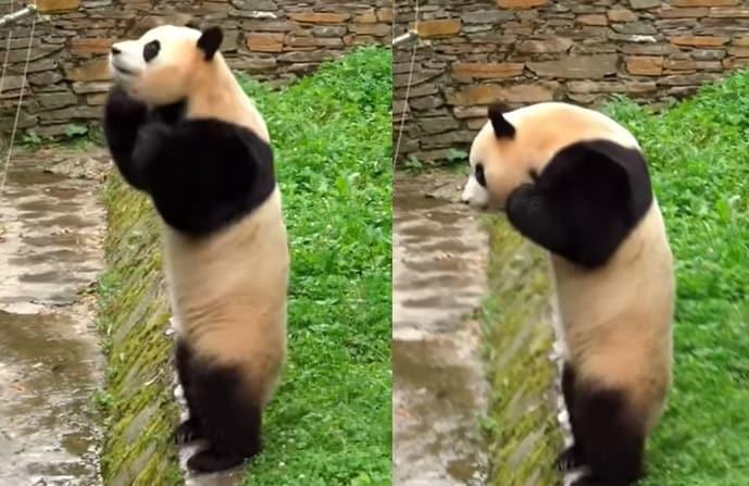 본문 이미지 - (유튜브 채널 '푸둥푸둥' 갈무리)