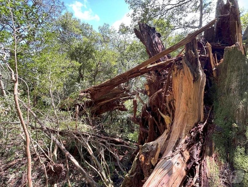 본문 이미지 - 일본 열도를 덮친 10호 태풍 '산산'으로 가고시마현 야쿠시마에 있는 수령 3000년으로 추정되는 '야요이 삼나무'가 쓰러졌다.(요미우리신문 갈무리).