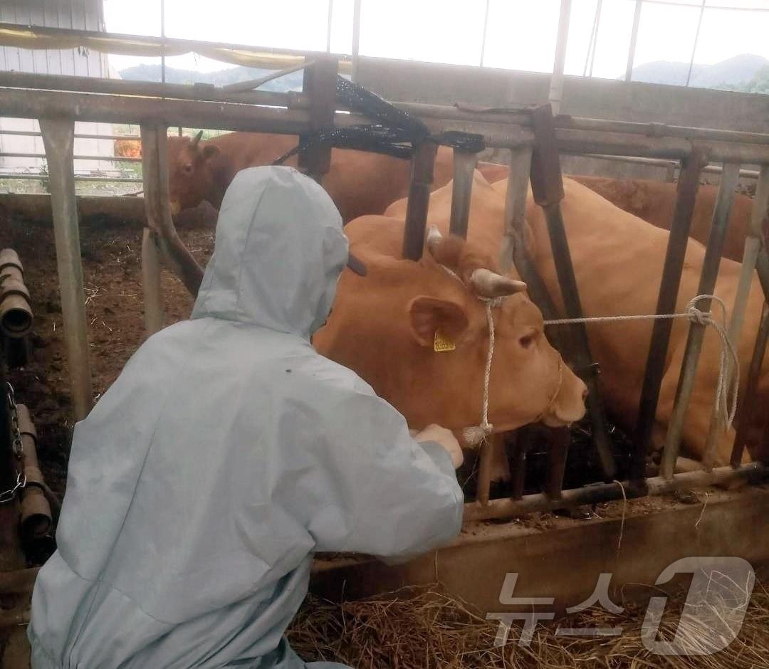 본문 이미지 -  정읍시는 10월 1일부터 31일까지 한 달간, 지역 내 모든 소·염소 사육 농가를 대상으로 구제역&#40;FMD&#41; 및 럼피스킨병&#40;LSD&#41; 예방백신 일제접종을 실시한다.&#40;정읍시 제공&#41;2024.9.30/뉴스1