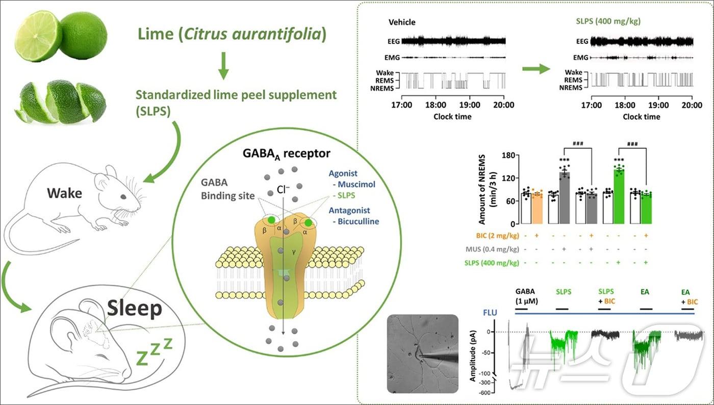 라임껍질 추출물의 수면개선 효과와 작용기전 이미지. (국립부경대 제공)
