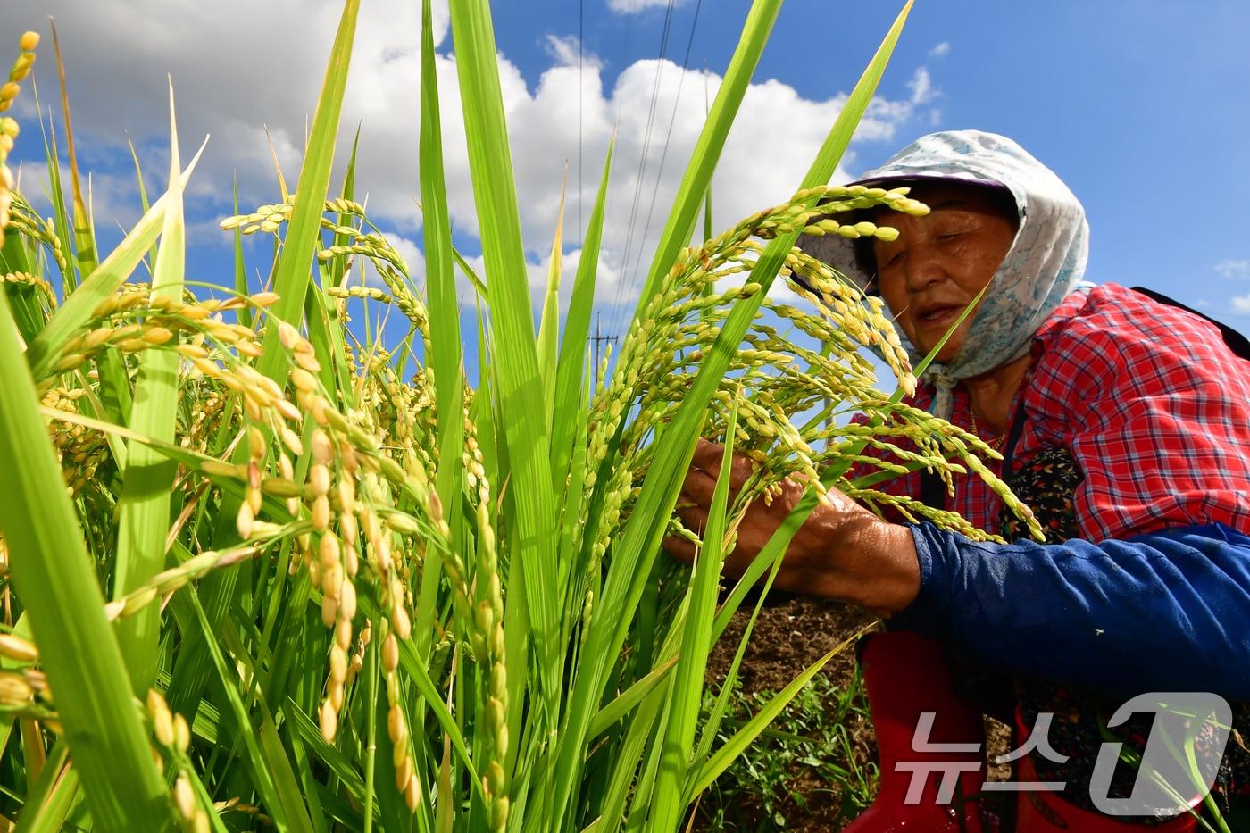 추석을 앞둔 4일 오전 경북 포항시 남구 연일읍 들녘에서 농민이 익어가는 벼를 살펴보고 있다. 2024.9.4/뉴스1 ⓒ News1 최창호 기자