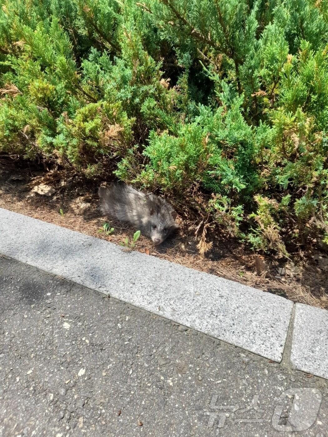 본문 이미지 - 인천시 연수구 송도동 센트럴파크에서 발견된 너구리.(인천시설공단 제공)2024.9.4/뉴스1