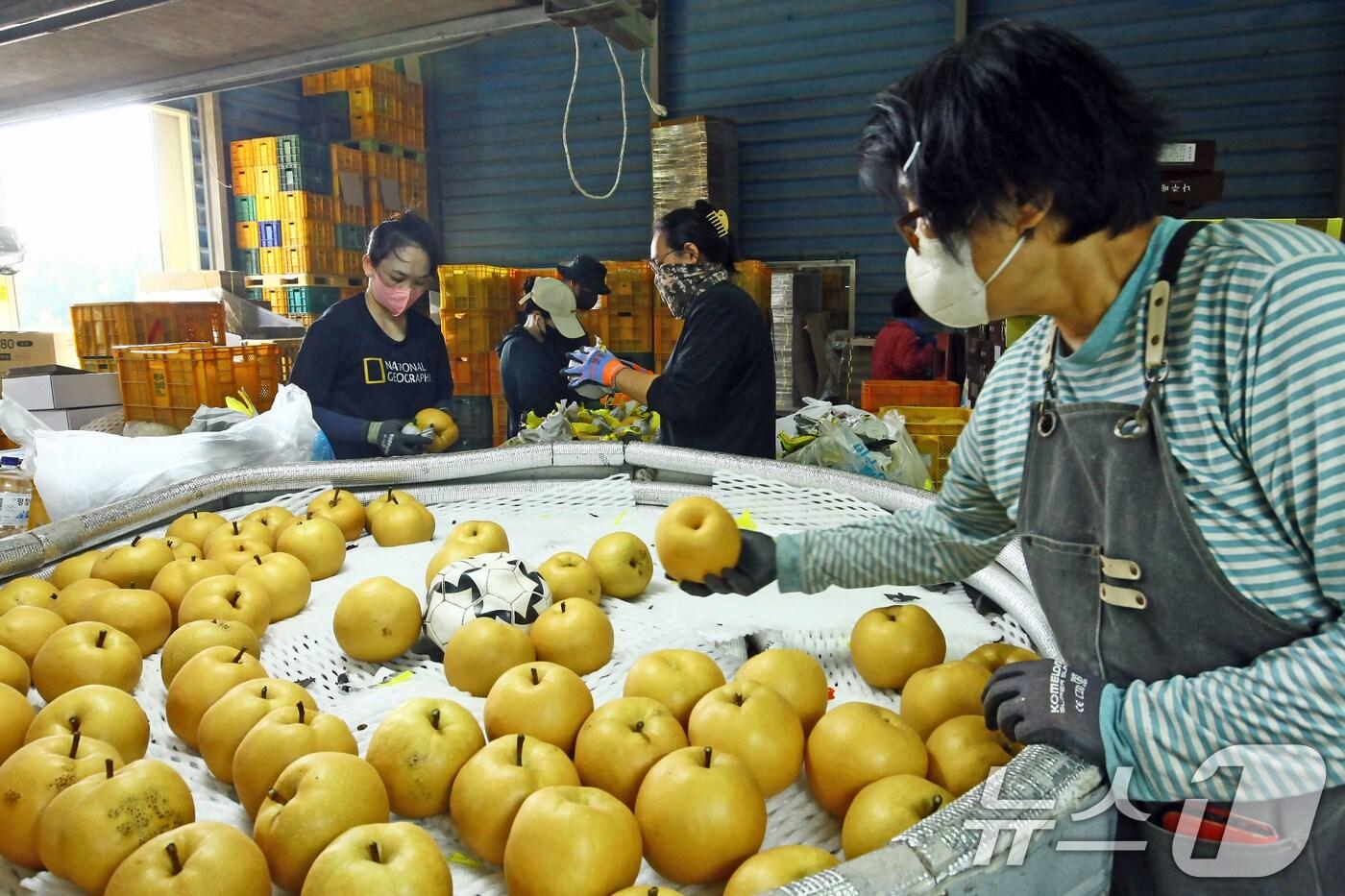 나주배 출하./뉴스1 ⓒ News1 박지현 기자