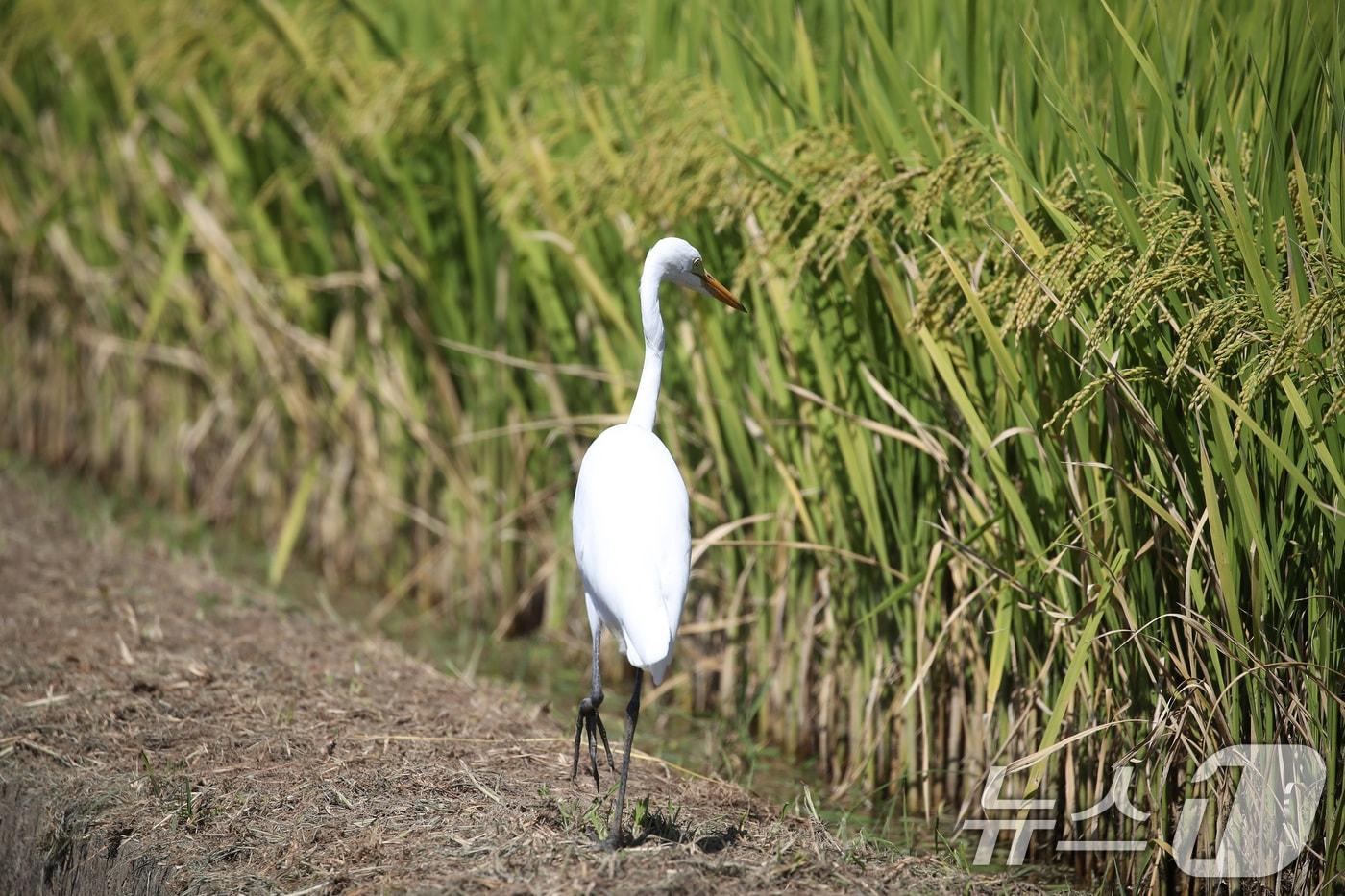 '풀잎에 이슬이 맺혀 본격적인 가을이 시작된다'는 백로(白露)를 이틀 앞둔 5일 대구 북구 국우동 논두렁에서 누렇게 익어가는 벼 사이로 백로(白鷺) 한 마리가 먹이를 찾아 두리번거리고 있다. 2024.9.5/뉴스1 ⓒ News1 공정식 기자