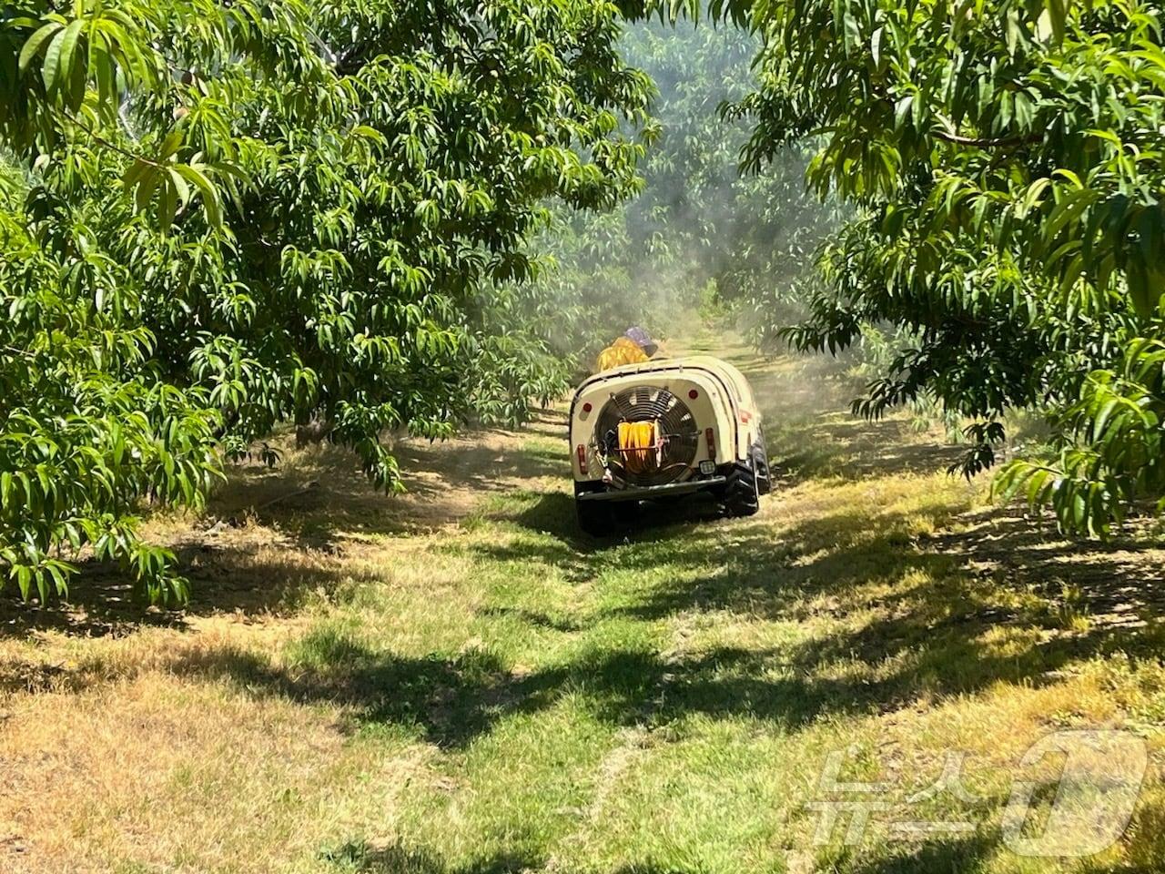 본문 이미지 -  충북 음성 지역에 미국선녀벌레가 집중적으로 발생해 과수에 피해를 준 것으로 나타났다. 사진은 긴급 방제 모습.&#40;음성군 제공&#41;2024.9.9/뉴스1