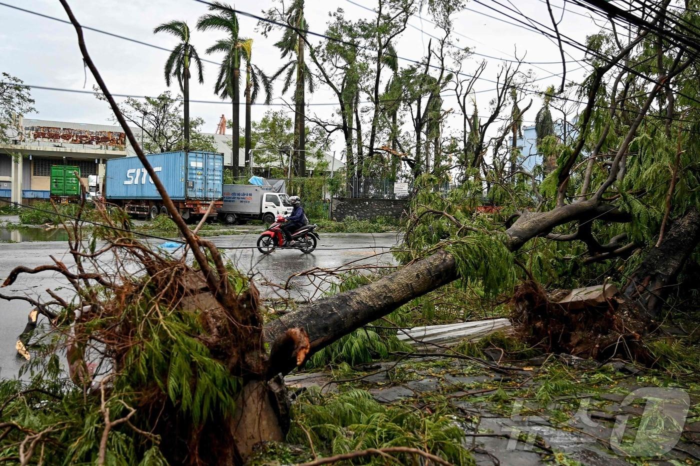 8일 (현지시간) 슈퍼 태풍 '야기'가 강타한 베트남 하이퐁에서 뿌리 채 뽑힌 나무가 보인다. 2024.09.09 ⓒ AFP=뉴스1 ⓒ News1 우동명 기자
