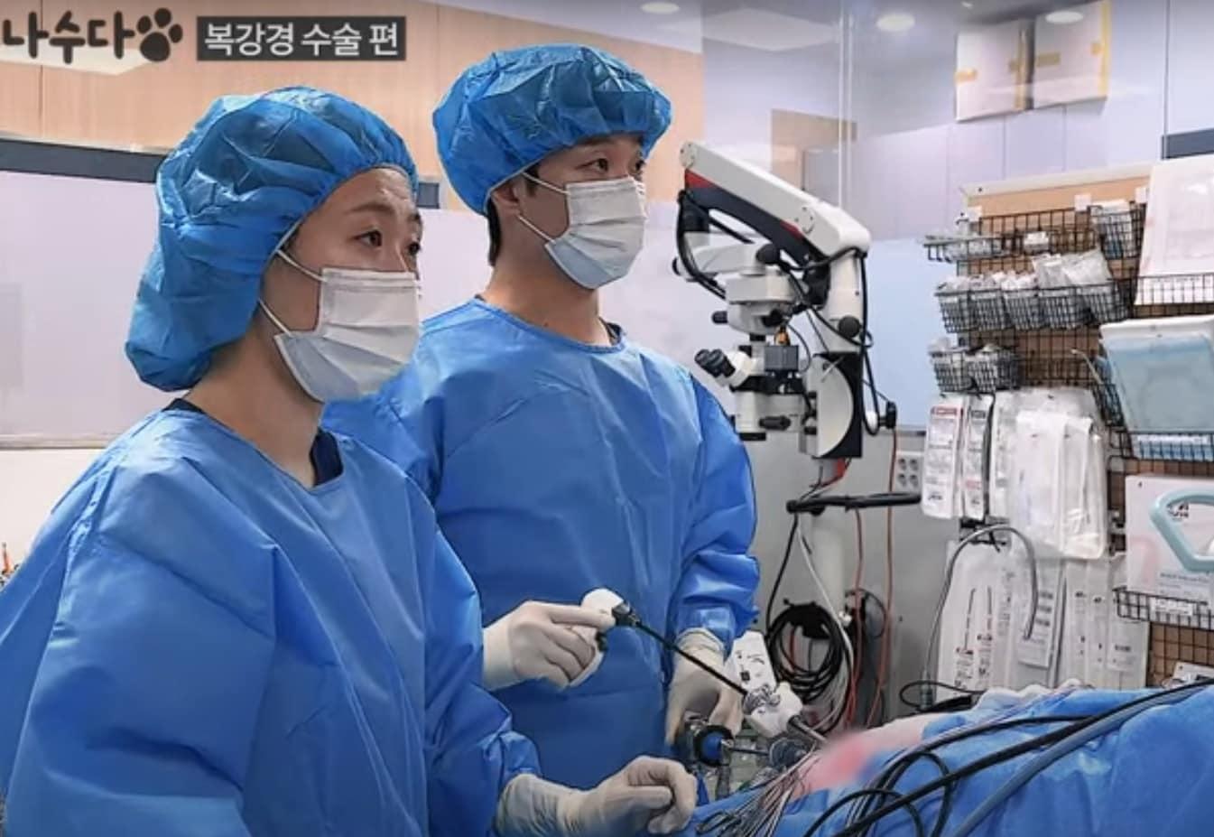 본문 이미지 - 복강경 수술은 5㎜ 정도의 구멍을 내 기구와 카메라 등을 넣어서 수술하는 최소침습수술이다. (VIP동물의료센터 제공) ⓒ 뉴스1