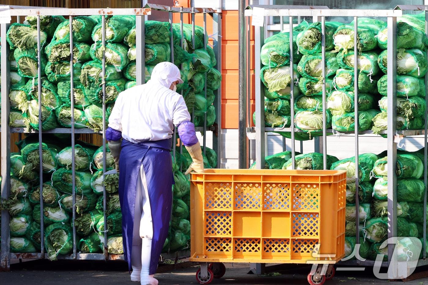 경기 파주시 김치가공 업체에서 관계자가 배추를 정리하고 있다. 2025.1.12/뉴스1 ⓒ News1 황기선 기자