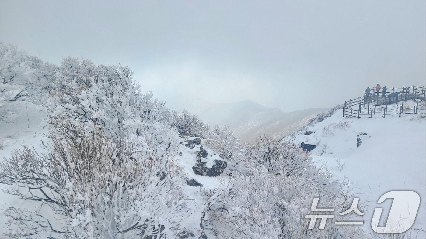 많은 눈이 쌓인 12일 전남 구례군 지리산 노고단에 눈부신 설경이 펼쳐져 있다. (구례군 제공) (사진은 기사 내용과 무관함) 2025.1.12/뉴스1 