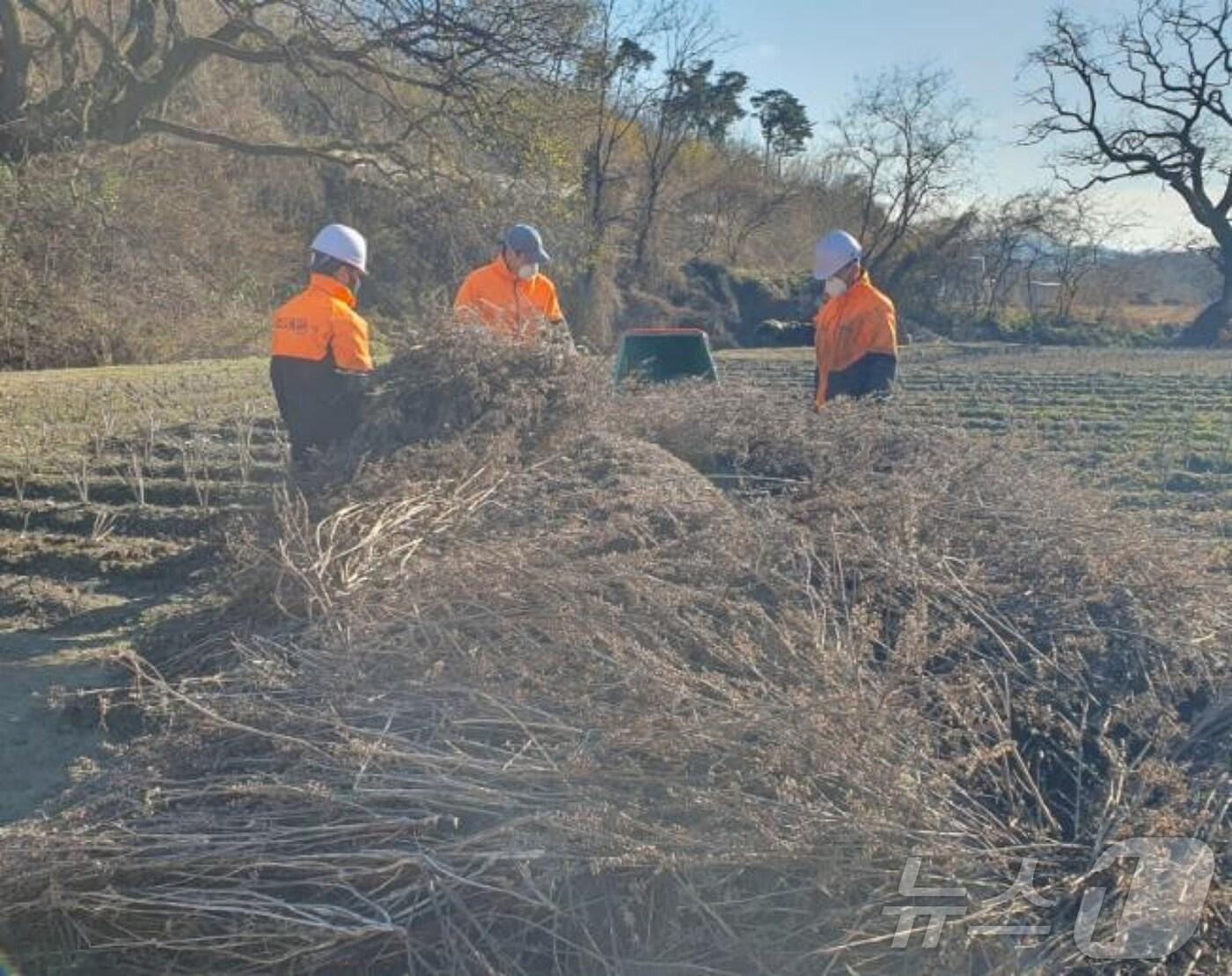 본문 이미지 - 충북 증평군 영농부산물 처리 지원 사업 모습.&#40;증평군 제공&#41;/뉴스1