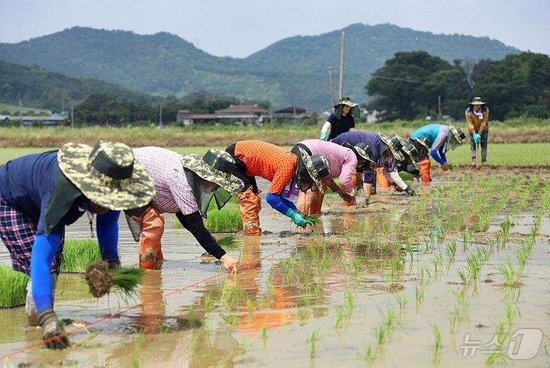 본문 이미지 -  정읍시가 설 명절을 앞두고 농업인의 소득 안정을 위해 총 129억원 규모의 기본형 공익직불금을 지급한다. 모내기 사진&#40;정읍시 제공&#41;2025,1,13/뉴스1