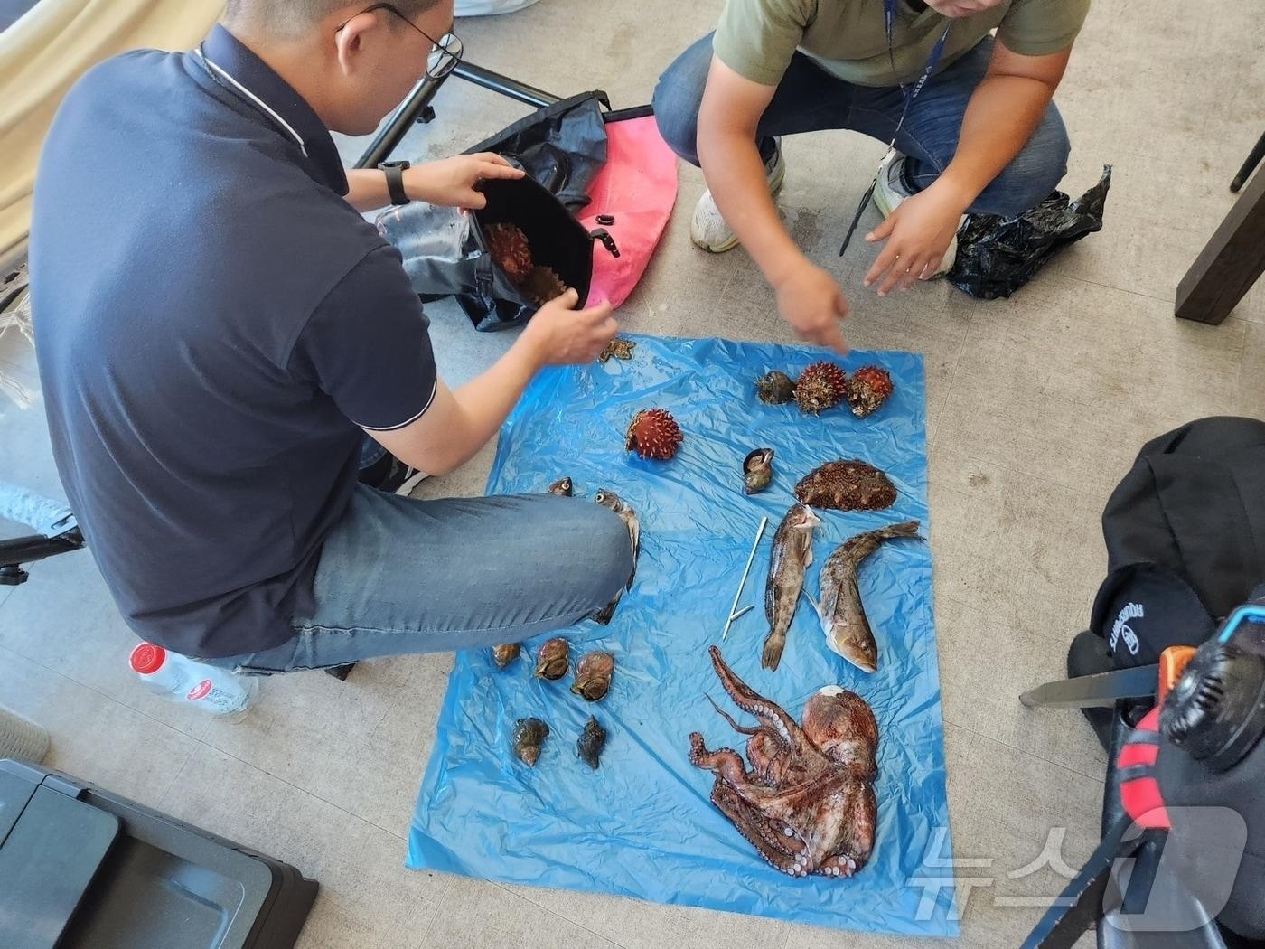 본문 이미지 - 속초해경 해양범죄 특별 집중단속.(속초해경 제공) 2023.10.4/뉴스1