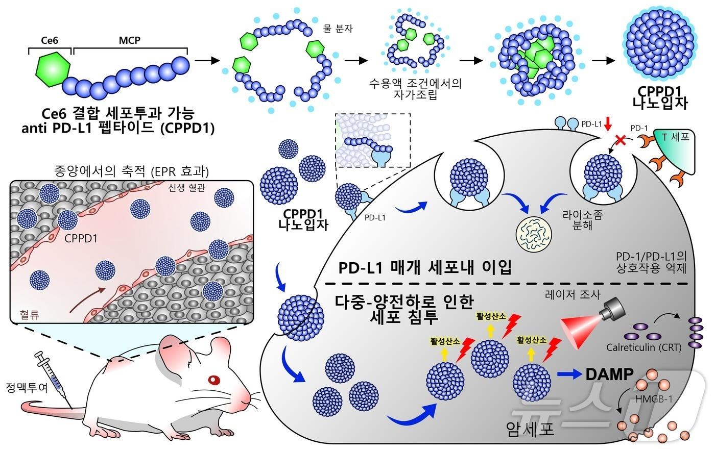 본문 이미지 -  건국대학교 글로컬캠퍼스 연구팀이 펩타이드-약물 결합체 항암신약 후보물질을 개발해 주목된다. 사진은 연구 모식도.(글로컬캠퍼스 제공)/뉴스1