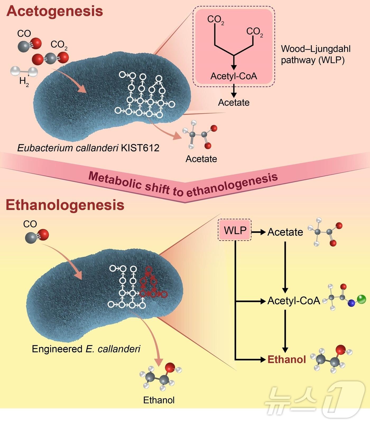 본문 이미지 - 연구 모식도,(GIST 제공)/뉴스1