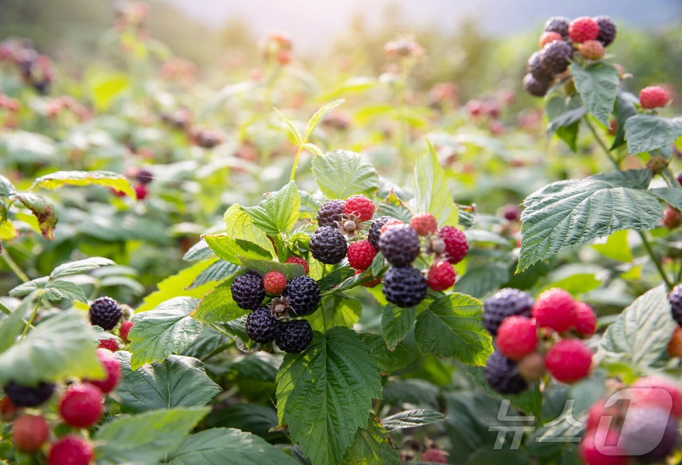  고창군이 지역대표 농특산품인 복분자의 안정적인 생산과 농가소득 증대를 위해 올해 4개 사업에 12억원의 사업비를 투입한다.&#40;고창군 제공&#41;2025.1.14/뉴스1